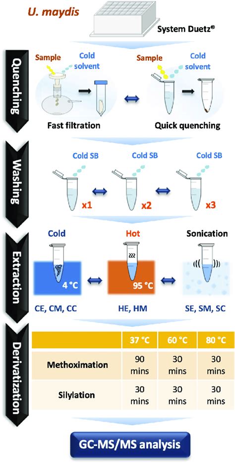 Optimization of Sample Preparation for the Observation of 